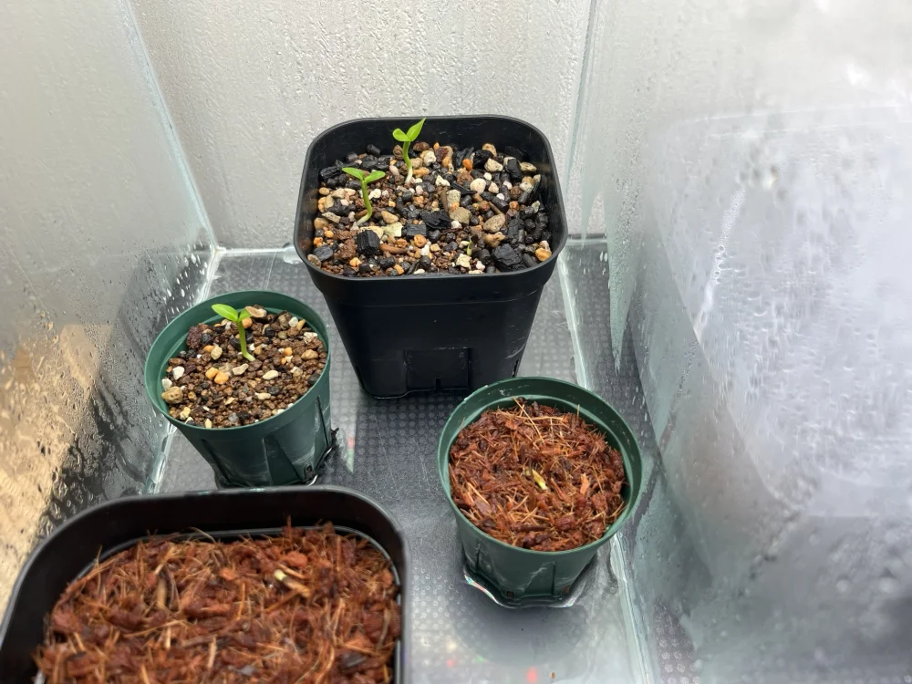 Pachypodium ambongense (パキポディウム アンボンゲンセ)